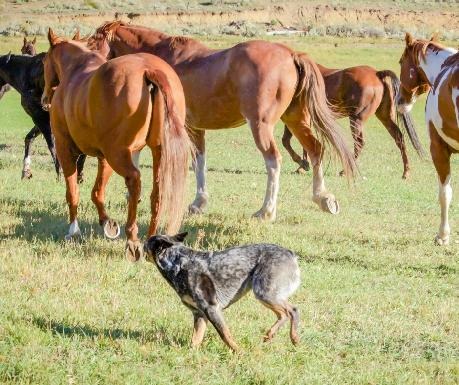 A blue heeler at work