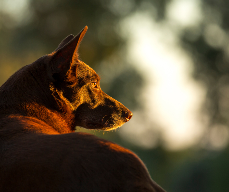 Despite popular belief, the kelpie is not related to the dingo