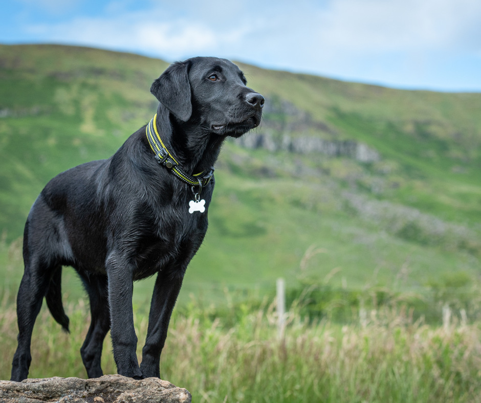 A black Labrador retriever