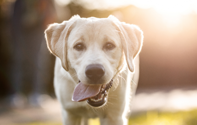 An image of a white dog with tongue out