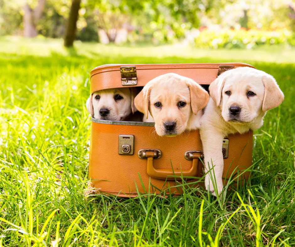 Yellow Labrador puppies