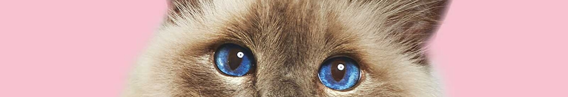 An image of a cat's blue eyes
