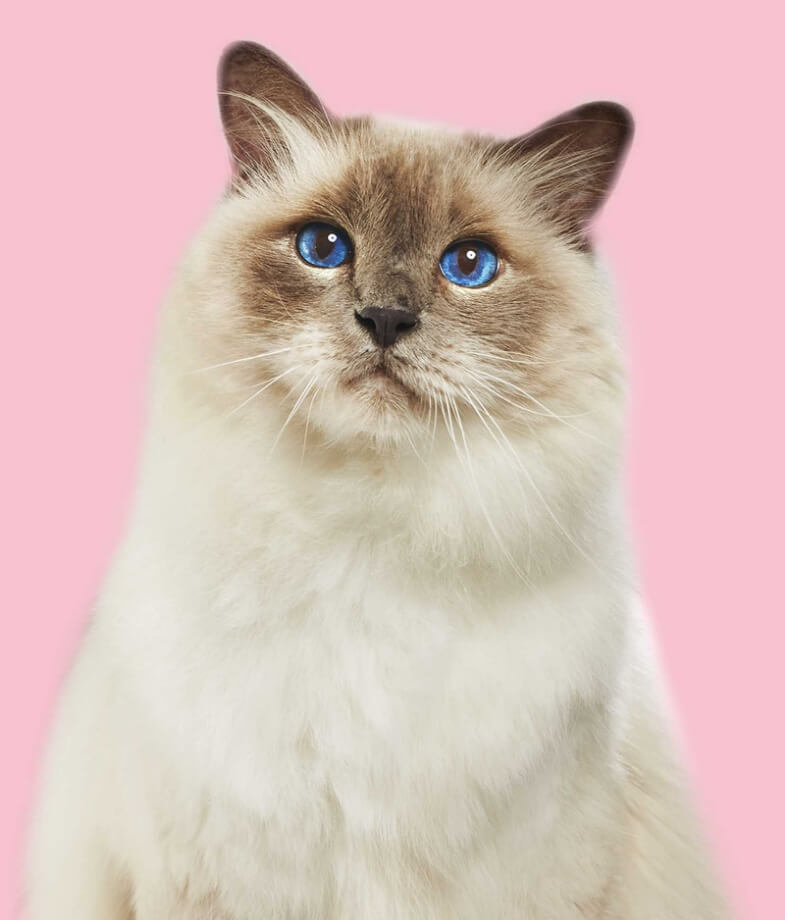 An image of a blue eyed cat