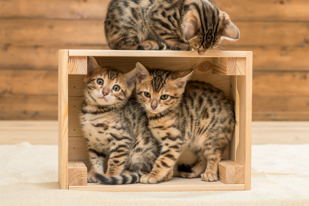 Gourmet Delight – Three Bengal kittens in a wooden box