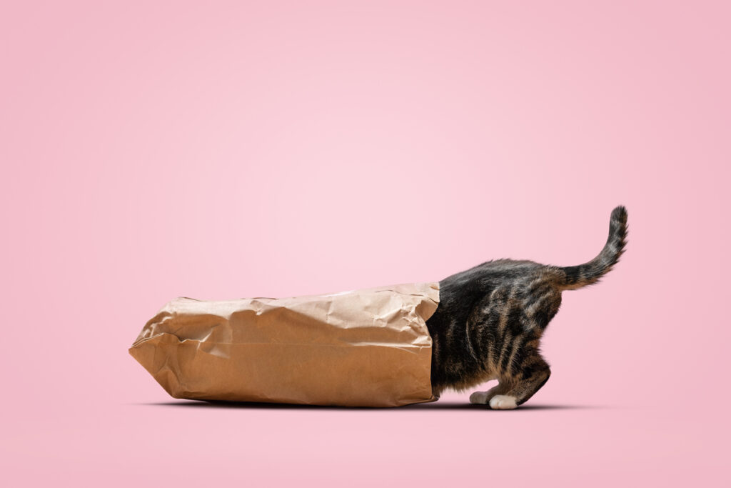 Gourmet Delight – cat in a paper bag