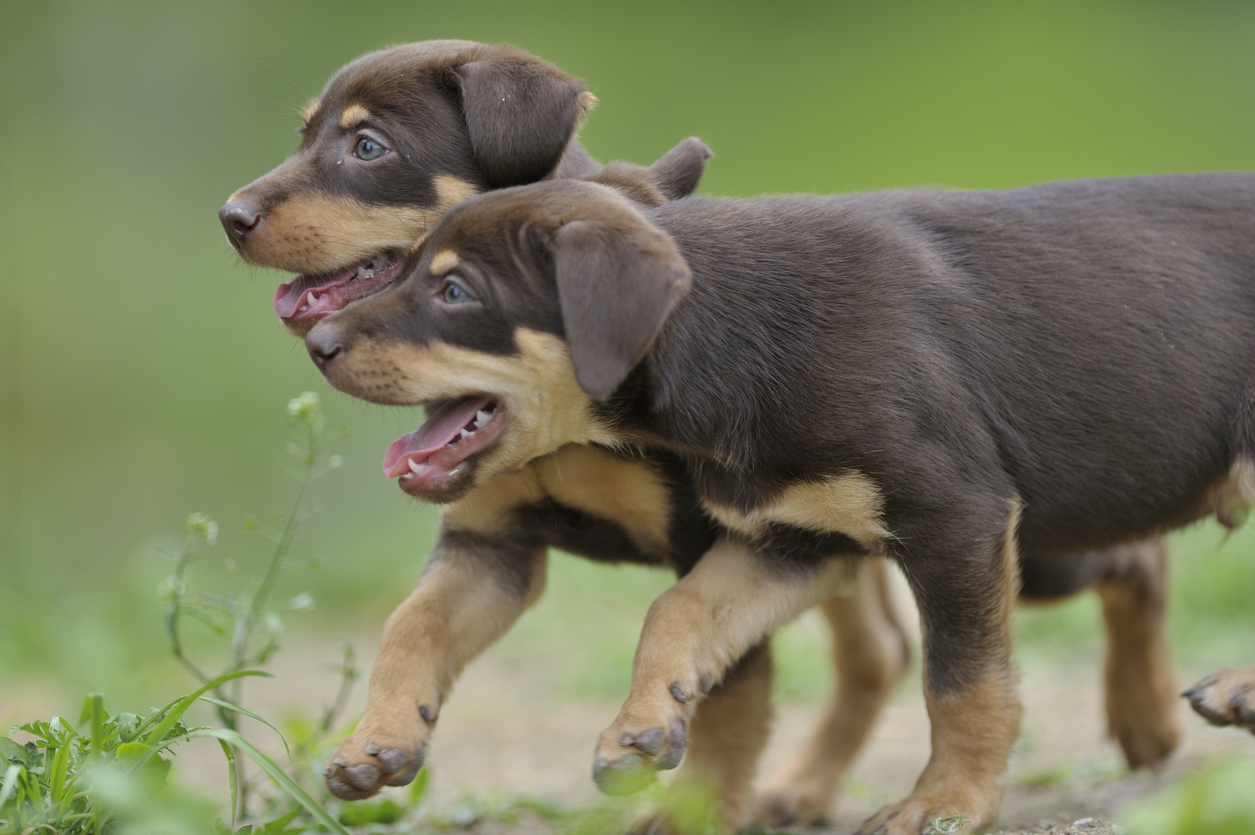 Two chocolate and tan kelpie puppies