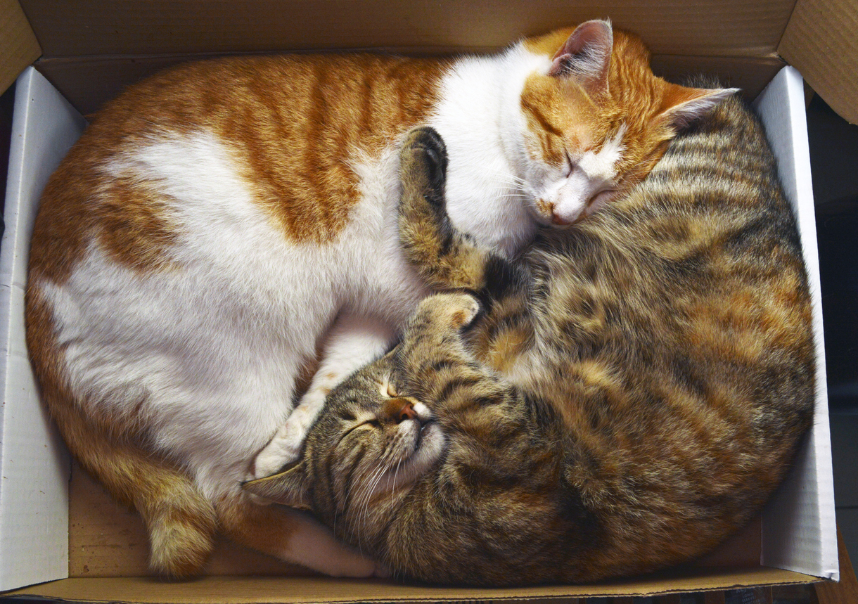 Gourmet Delight – two cats snuggling in a box