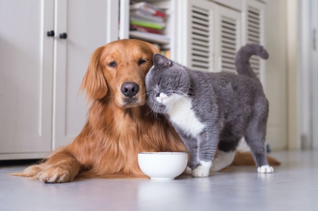 An image of a dog and cat with a food bowl